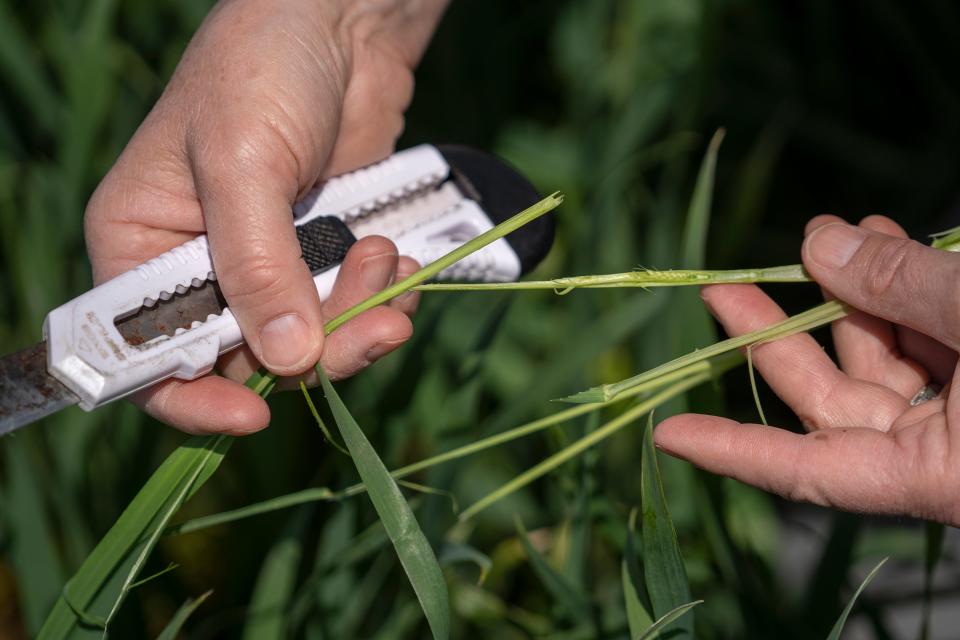 Betsy Bower of Ceres Solutions Cooperative examines a stalk of wheat in a field near Terre Haute.  As an agronomist, she offers advice and support for farmers on topics such as proper nutrients and irrigation.