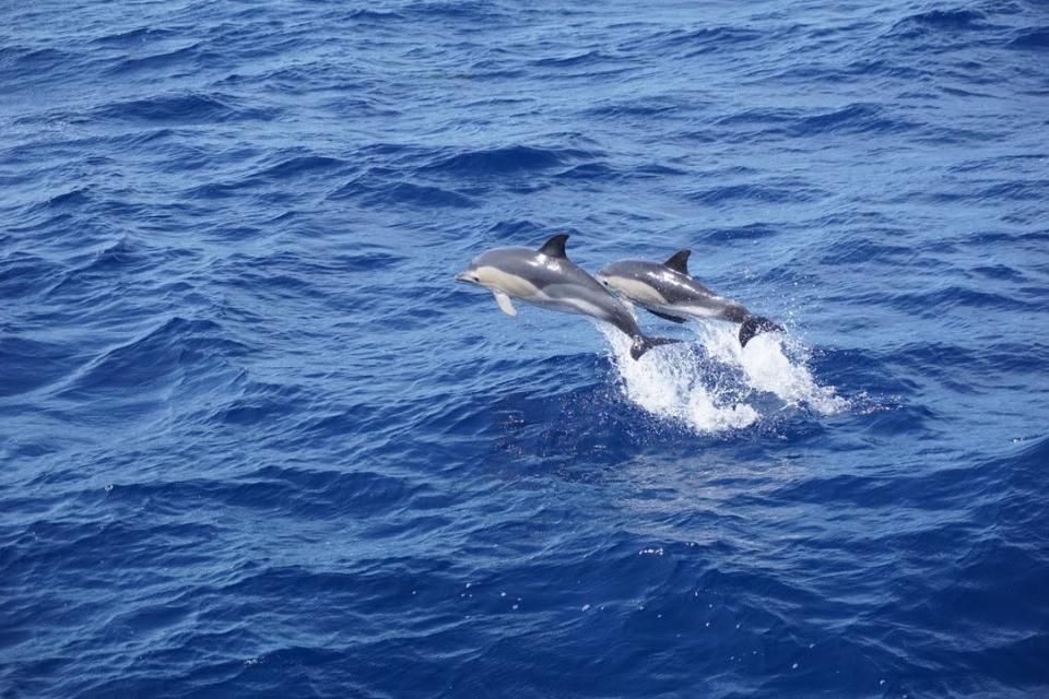 Dolphins jumping out of the water