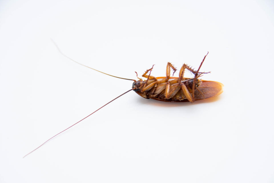 Fancy a nice cold glass of cockroach milk? [Photo: Getty]