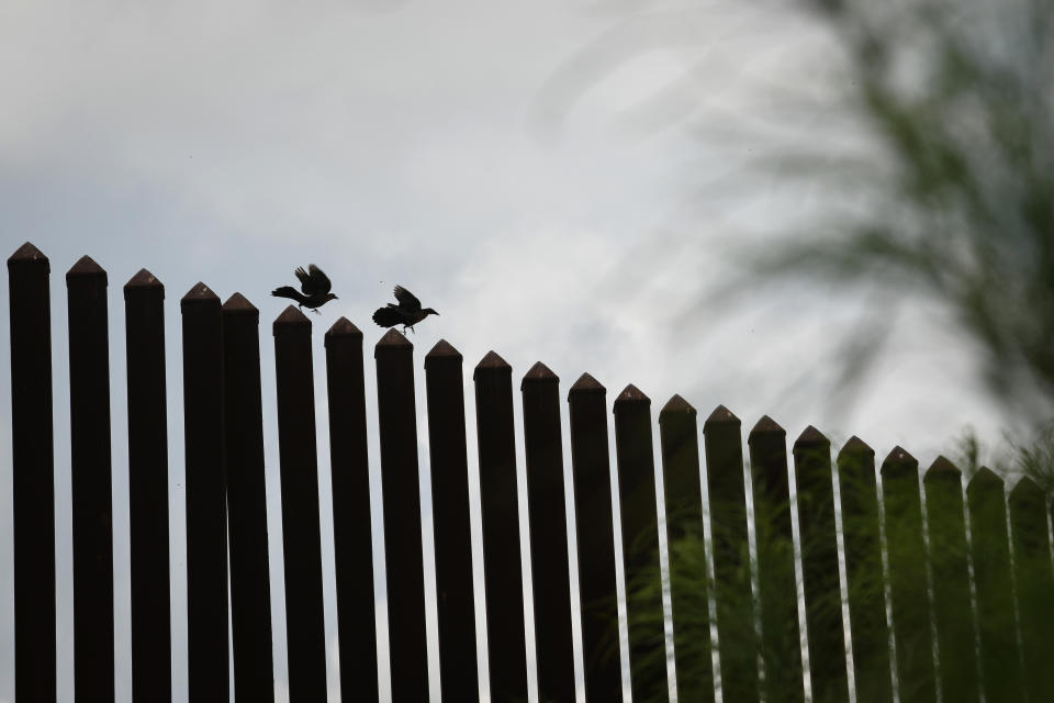 Deux oiseaux posés sur le mur entre les États-Unis et le Mexique (Photo by Loren ELLIOTT / AFP)