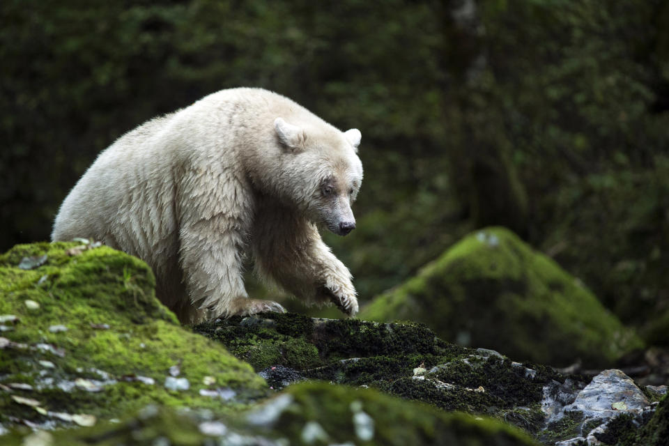 <p>An elusive Kermode bear in the Great Bear Rainforest in British Columbia, Canada. (Photo: Tom Svensson/Caters News) </p>