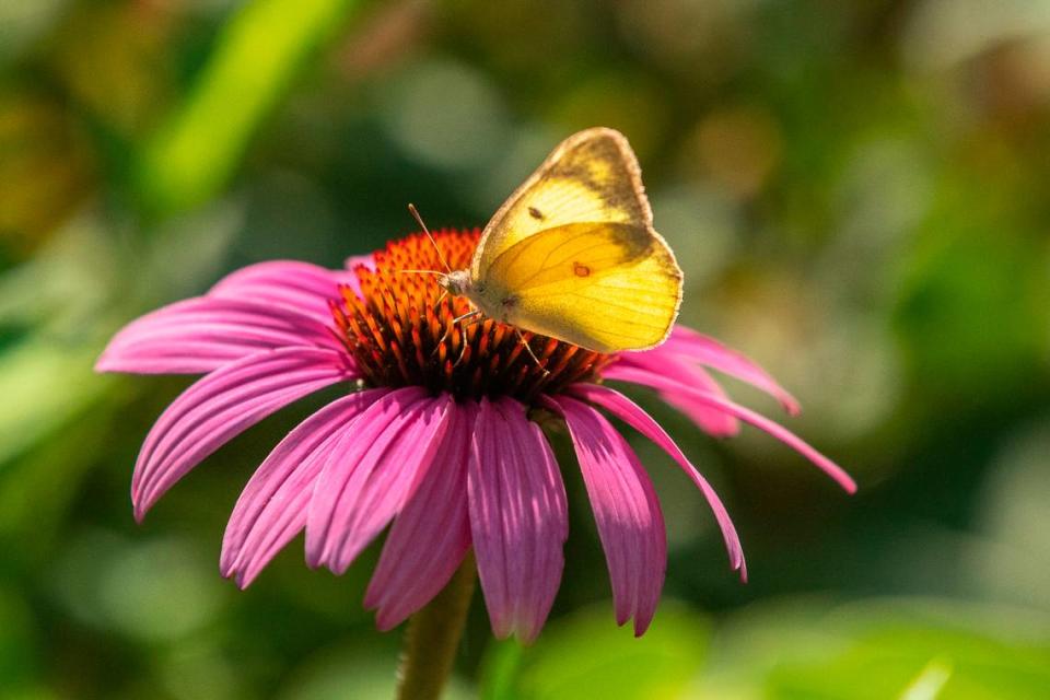 An orange sulphur butterfly, also known as an alfalfa butterfly, gathers nectar from a flower at the Arboretum, State Botanical Garden of Kentucky, in Lexington on Wednesday, July 29, 2020.