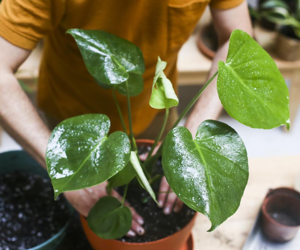 Repotting a houseplant