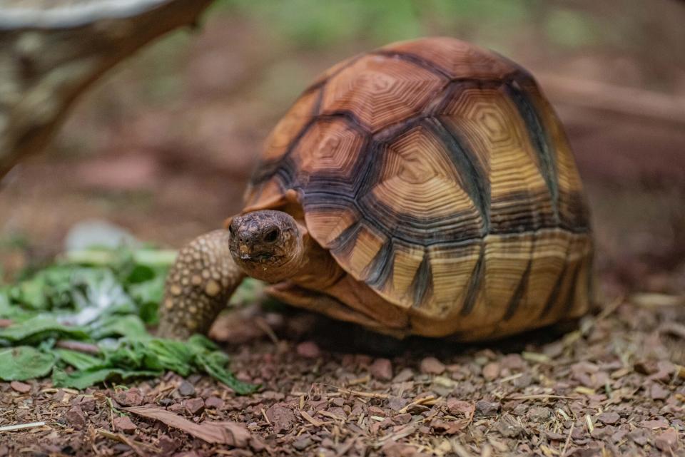 Three legged tortoise - Courtesy Chester Zoo