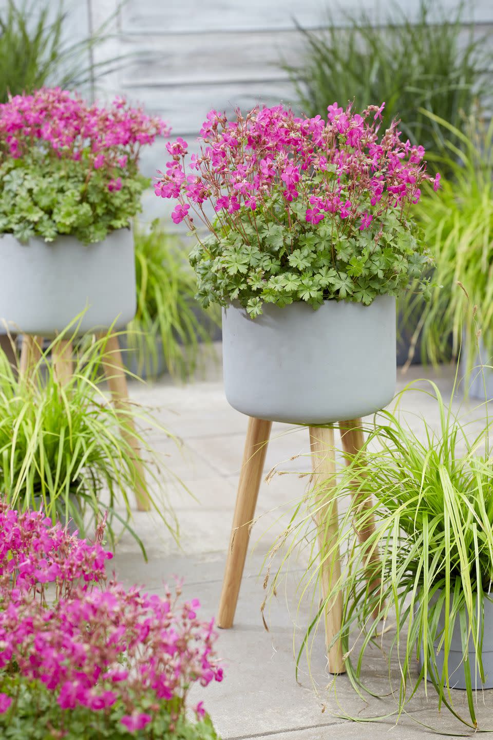 <p>A non-fading versatile geranium with vivid pink blooms. Fragrant semi-evergreen foliage turns red in autumn as an added bonus. Mass planting makes for excellent ground cover, but it's also ideal for mixed borders and patio/balcony pots. It's bee and butterfly friendly too.</p><p>• <a href="https://mooreandmooreplants.co.uk/" rel="nofollow noopener" target="_blank" data-ylk="slk:Moore & Moore Plants;elm:context_link;itc:0;sec:content-canvas" class="link ">Moore & Moore Plants</a></p>