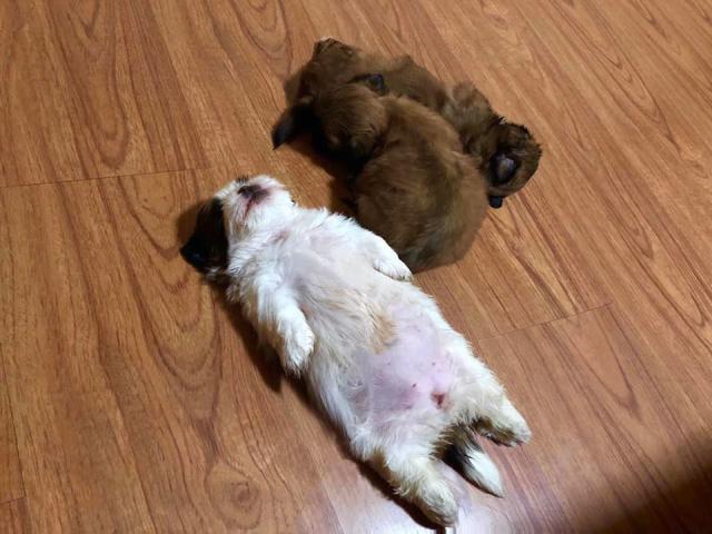 puppies sleeping on their back