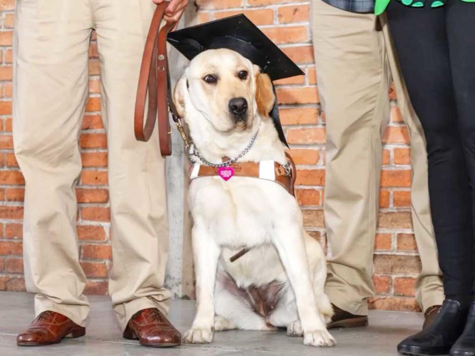 En su graduación, los perros guía portan birrete. 