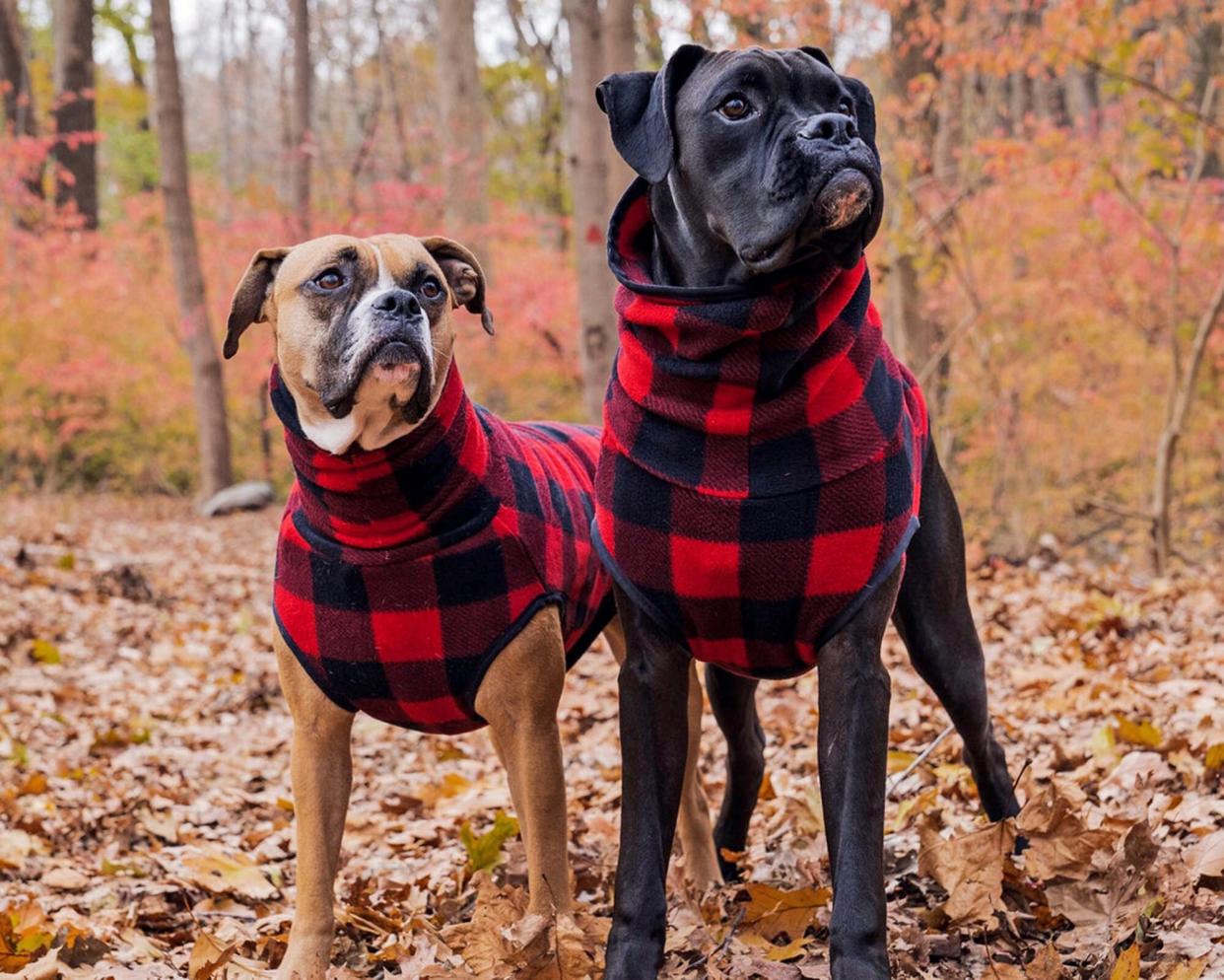 two dogs in red and black buffalo plaid sweaters