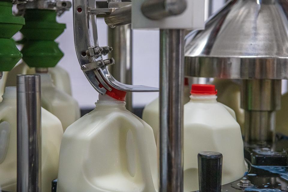 A machine attaches a red plastic lid on a gallon jug of milk at Morning Fresh Dairy on Thursday, July 15, 2021, in Bellvue, Colo.