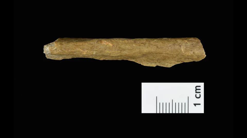 Human bone fragment from the new excavations at Ranis.