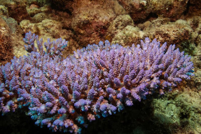 An Acropora coral colony grows on the Great Barrier Reef off the coast of Cairns, Australia
