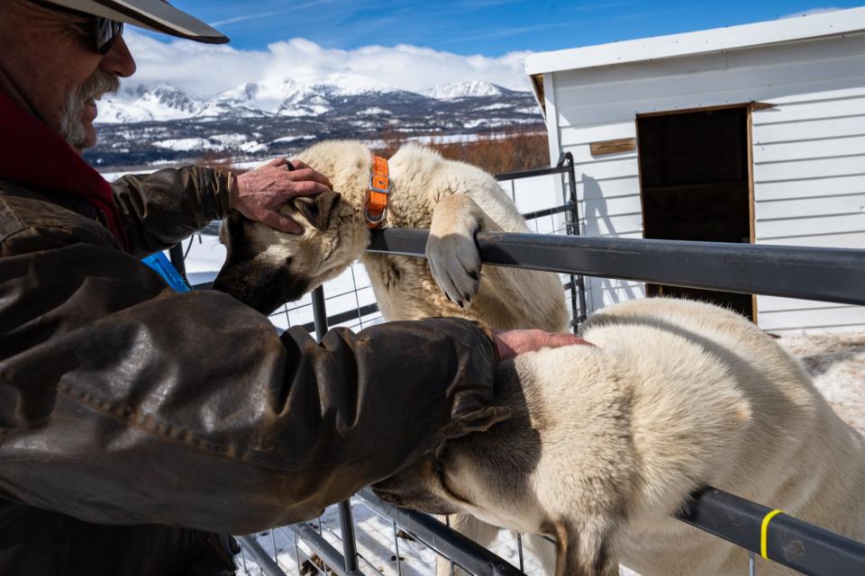 Johnny Schmidt visits Kangal guard dogs at his ranch near Walden on March 13. Schmidt purchased the near-150-pound dogs, which stand as tall as humans on their hind legs, to help prevent wolf depredations.