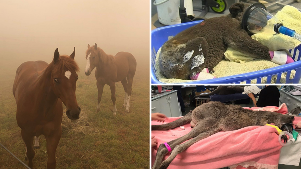 Animas and wildlife have died, been scorched, or left homeless from the Australian bushfires. Left: RSPCA NSW; Top right: Port Macquarie Koala Hospital; Bottom right: WIRES.