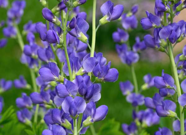 Indigo (Baptisia)