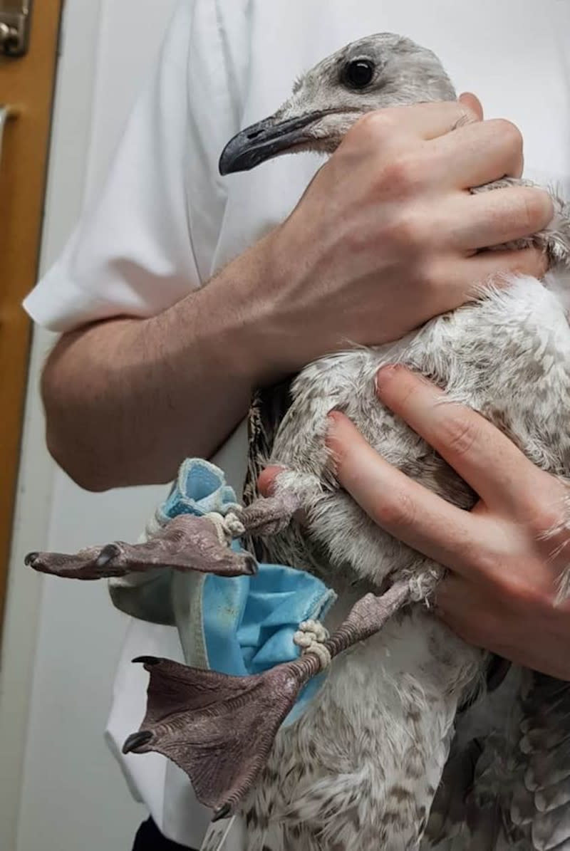 A seagull in Essex, United Kingdom was found with its legs caught in the straps of a single-use face mask back in July. — Picture from RSPCA website