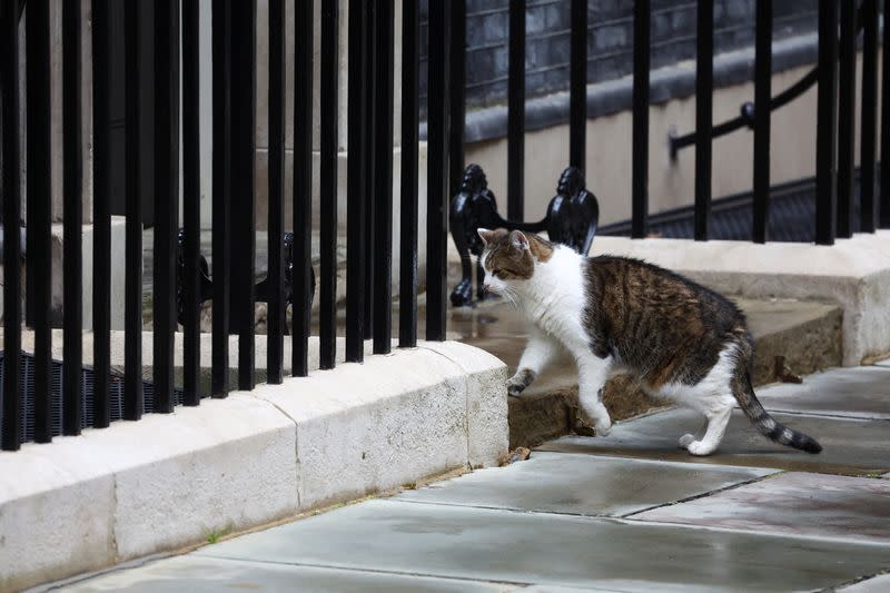 Larry the Cat sits on Downing Street in London