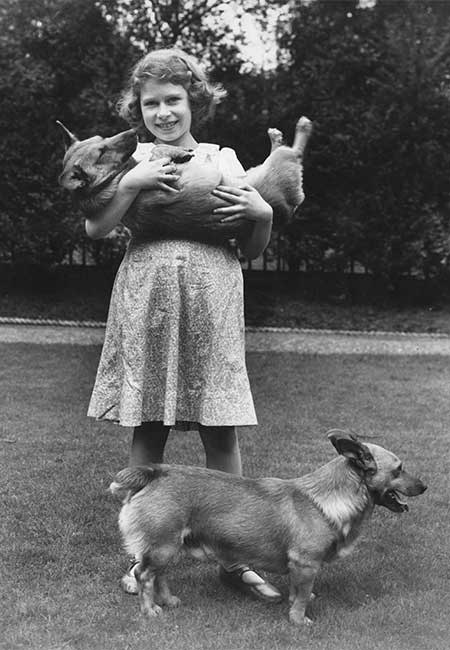 queen-young-corgi