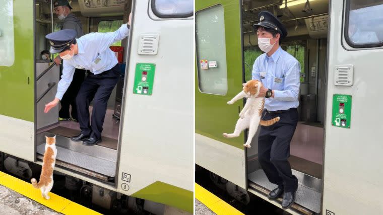▲月台出現橘白貓貓想搭霸王車，被列車長一把攔截，耽誤發車30秒。（圖／推特：c61_20）