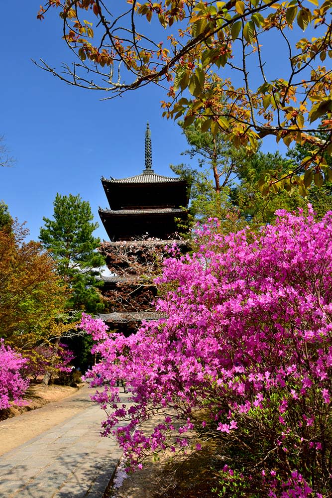 仁和寺（Image Source : Getty Creative）