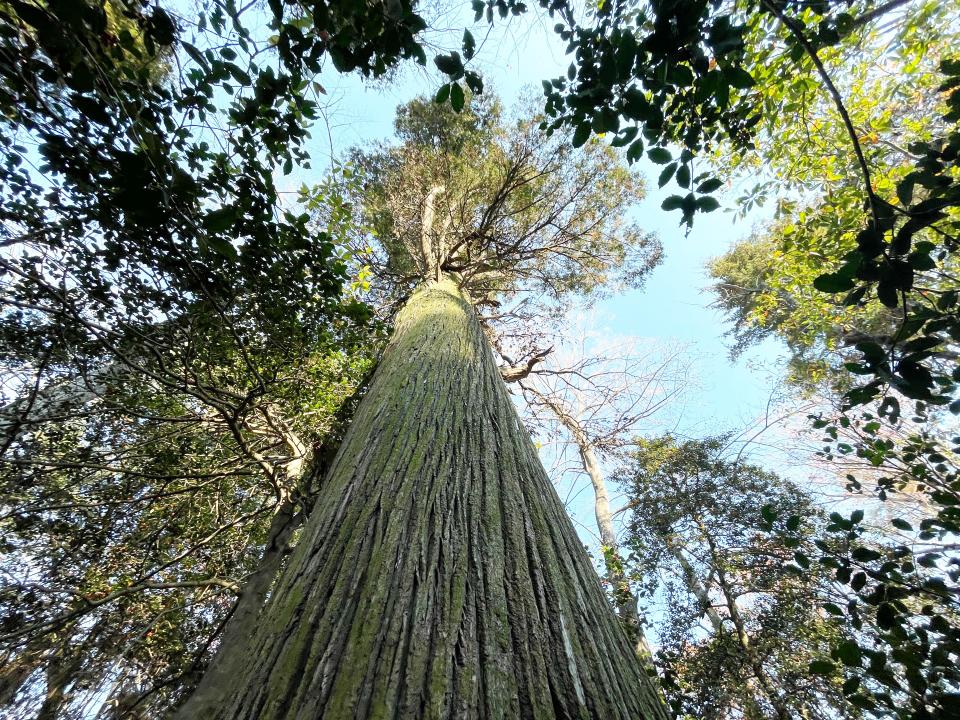 Delaware's largest Atlantic white cedar is located in The Nature Conservancy's Ponder Tract, west of Milton.