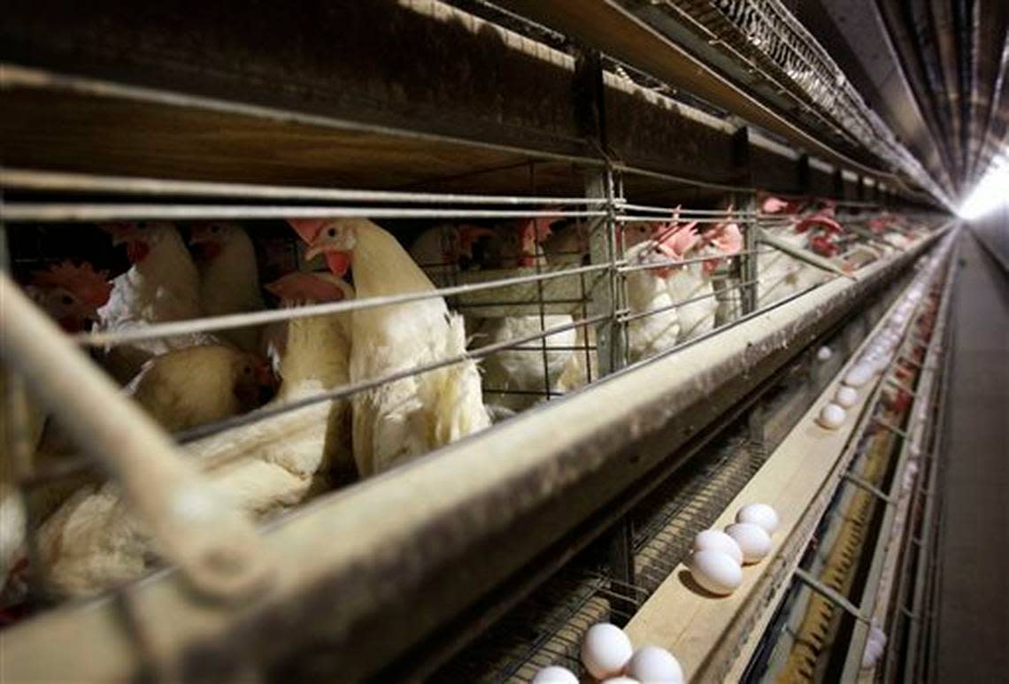 Chickens stand in cages at a farm in Iowa. The first large commercial flock outbreak of avian influenza in Washington state has been detected in Franklin County.