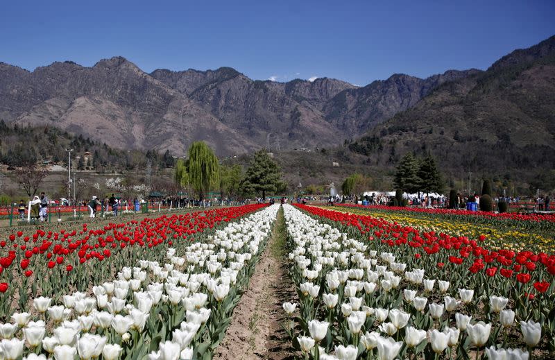 FILE PHOTO: Visitors walk inside Kashmir's tulip garden on the foothills of Zabarwan mountain range in Srinagar