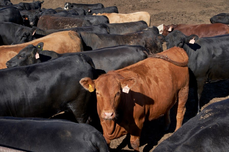 Nebraska cattle (AP Photo/Nati Harnik)