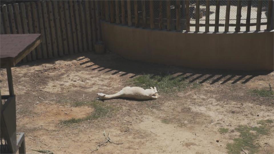 迎降級首週末！　林智堅視察新竹動物園防疫