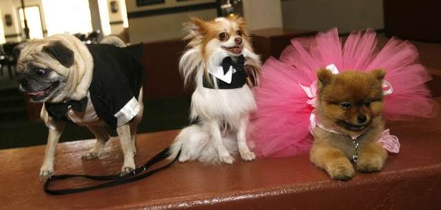 Max (left) owned by June Berke of Palm Desert, Mikey owned by Llona Stephens of Palm Desert, and BooBoo Bear owned by Karen Coe Donohoo of Palm Desert, pose before the dog wedding at Palm Desert Resort Country Club Sunday April 22, 2012. The event benefits the Humane Society of the Desert. <br> (Photo courtesy Wade Byars/The Desert Sun) <br> <br> (Originally reported in <a href="http://www.mydesert.com/article/20120423/NEWS01/204230322/Wedded-bliss-gone-dogs?odyssey=tab|topnews|text|Frontpage" rel="nofollow noopener" target="_blank" data-ylk="slk:The Desert Sun;elm:context_link;itc:0;sec:content-canvas" class="link ">The Desert Sun</a>)