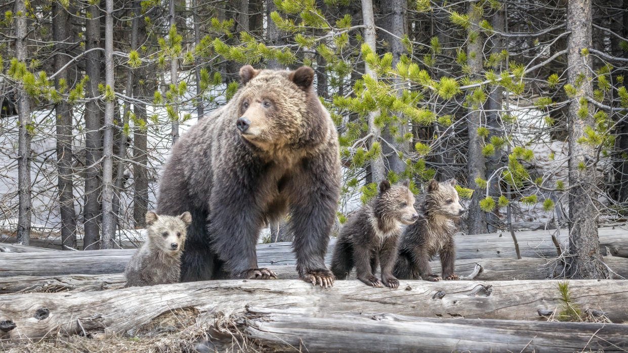  Obsidian Sow and her three cubs at Yellowstone National Park. 