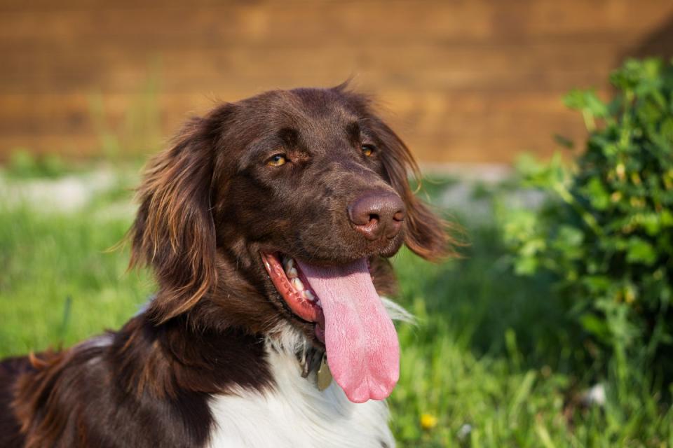 dogs that can be left alone small munsterlander pointer