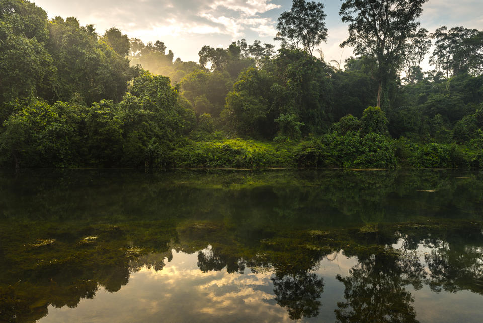 The MacRitchie Reservior rainforest. (PHOTO: Getty Images)