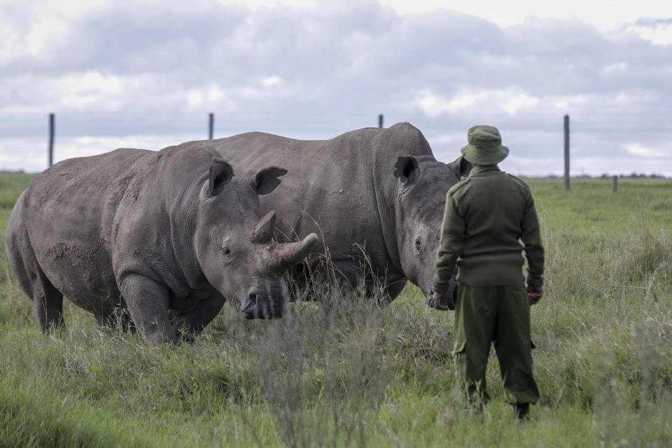 FILE - In this Friday, May 1, 2020 file photo, a ranger observes the last remaining two northern white rhinos Fatu, left, and Najin, right, at the Ol Pejeta conservancy in Kenya. Groundbreaking work to keep alive the nearly extinct northern white rhino - population, two - by in-vitro fertilization has been hampered by travel restrictions caused by the new coronavirus. (AP Photo/Khalil Senosi, File)