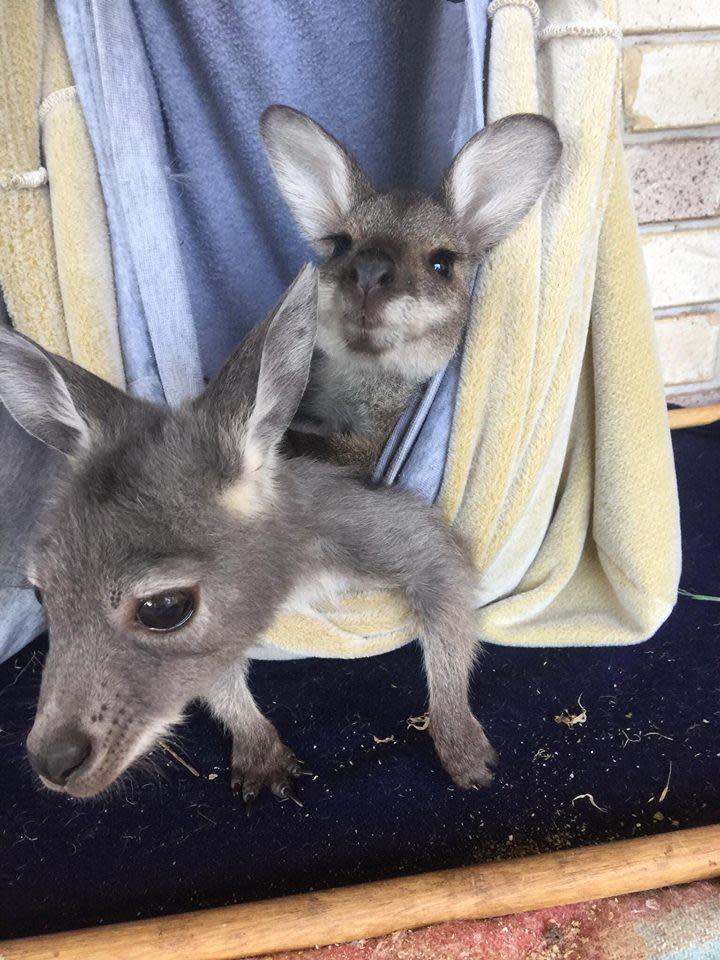 The Smiths are currently caring for and rehabilitating 13 orphaned joeys in their home