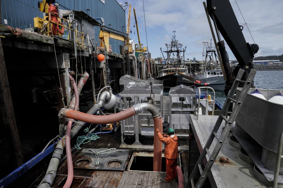 Cannery crew use a hose to unload salmon from a tender boat, Sunday, June 25, 2023, in Kodiak, Alaska. Salmon tendering, using a boat to supply other boats and offload their catch, is a way some fisherman supplement their income.(AP Photo/Joshua A. Bickel)