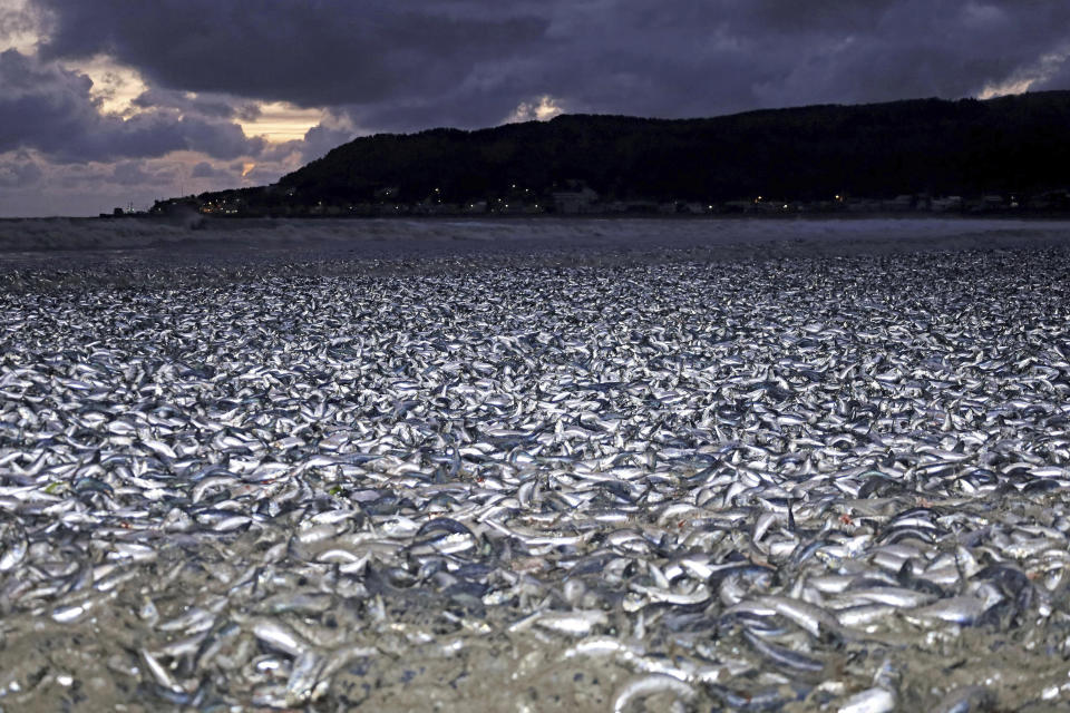 Sardines and mackerels are seen washed up on a beach in Hakodate, Hokkaido, northern Japan Thursday, Dec. 7, 2023. Thousands of tons of dead sardines have washed up on a beach in northern Japan for unknown reasons, officials said Friday. (Kyodo News via AP)