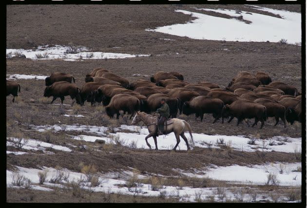 "Hazing operations" are run by Yellowstone Park rangers at the park's borders in order to herd buffalo back in the park to prevent them from being killed. <span class="copyright">Steven D Starr via Getty Images</span>