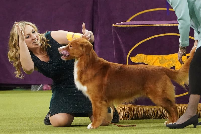 2020 Westminster Kennel Club Dog Show at Madison Square Garden in New York City