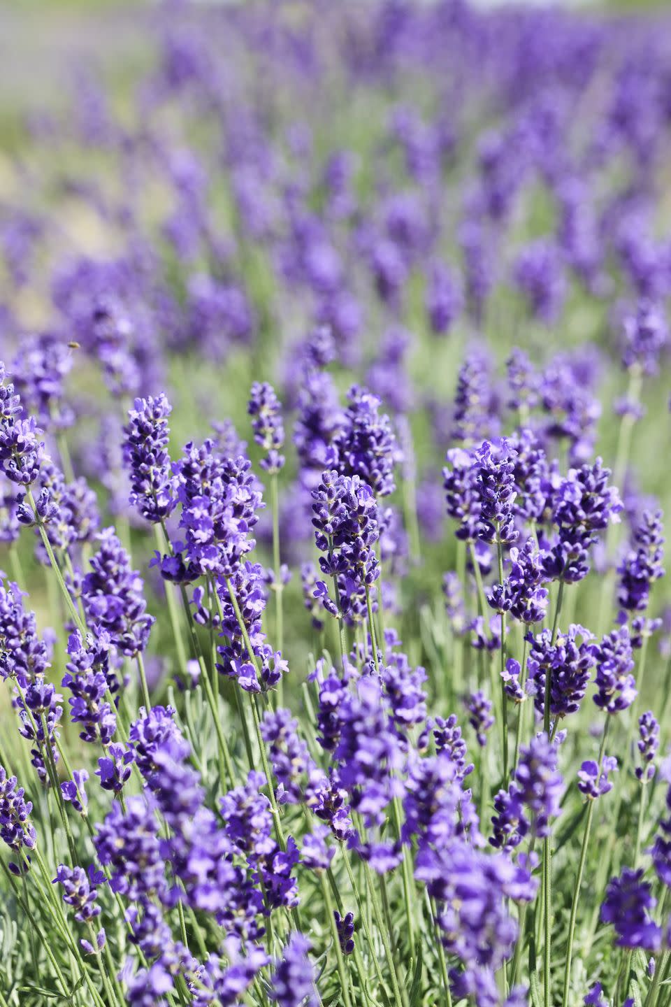 fragrant flowers lavender