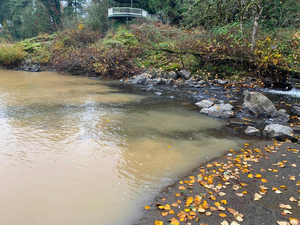 The muddiness of the South Santiam River, caused by the drawdown of Green Peter Reservoir, is illustrated as this small creek drops into it from the side in Sweet Home.