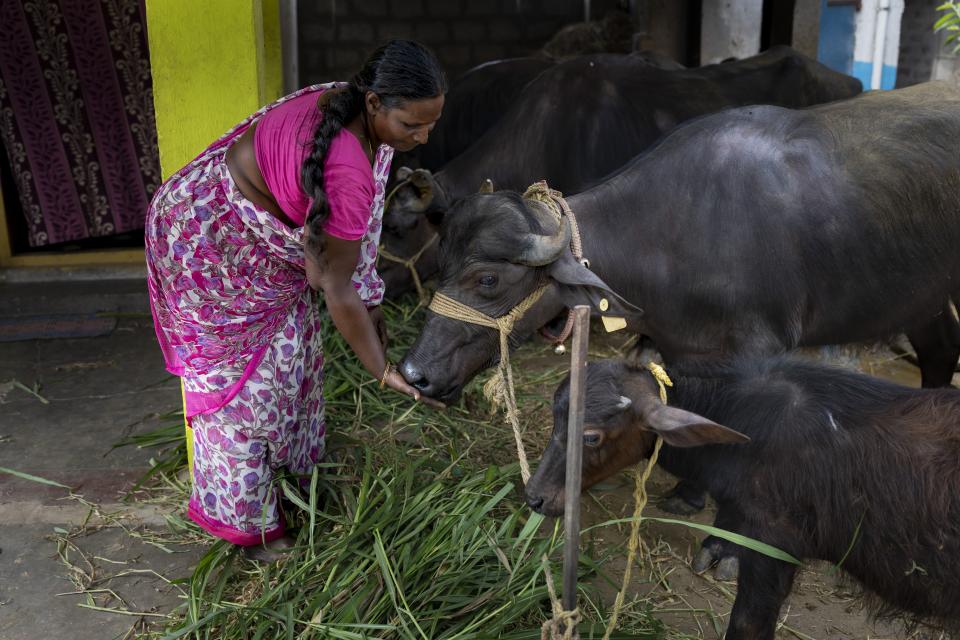 M Jojiamma, a natural farmer, feeds buffaloes at her house in Pedavuppudu village, Guntur district of southern India's Andhra Pradesh state, Monday, Feb. 12, 2024. The area has become a positive example of the benefits of natural farming, a process of using organic matter as fertilizers and pesticides that makes crops more resilient to bad weather. (AP Photo/Altaf Qadri)