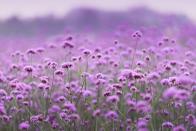 <p>Commonly used by herbalists to combat depression and mood swings, verbena is a long-lasting plant that also's perfect for attracting <a href="https://www.housebeautiful.com/uk/garden/a36187095/birds-wildlife-iolo-williams-homebase/" rel="nofollow noopener" target="_blank" data-ylk="slk:wildlife;elm:context_link;itc:0;sec:content-canvas" class="link ">wildlife</a> into your outdoor space. <br></p><p>Speaking about plants for wildlife, Squire's Garden Centre say: 'The gentle buzzing of bees can bring a sense of calm, and listening to bird song is soothing and uplifting.'</p><p><a class="link " href="https://www.waitrosegarden.com/plants/_/verbena-bonariensis/classid.2000010879/" rel="nofollow noopener" target="_blank" data-ylk="slk:BUY NOW VIA WAITROSE GARDEN;elm:context_link;itc:0;sec:content-canvas">BUY NOW VIA WAITROSE GARDEN</a></p>