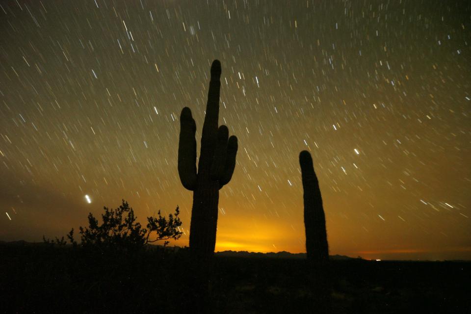 A saguaro cactus stands under the stars in the Cabeza Prieta National Wildlife Refuge in southern Arizona on February 19, 2015. 