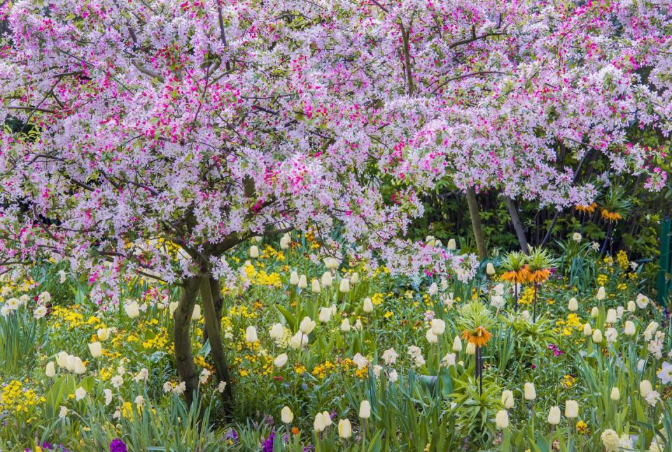 Monet's Garden, France