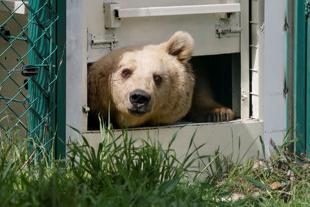 Lola the bear, one of two surviving animals in Mosul's zoo, along with Simba the lion, is seen at an enclosure in the shelter after arriving to an animal rehabilitation shelter in Jordan, April 11, 2017. Picture taken April 11, 2017. REUTERS/Muhammad Hamed