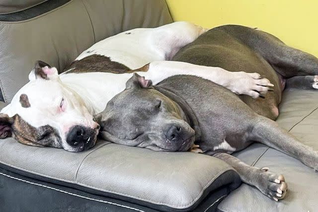 <p>Courtesy of Twenty Paws Rescue</p> Pit bull mix sisters Diamond (left) and Erica (right) napping in their foster home