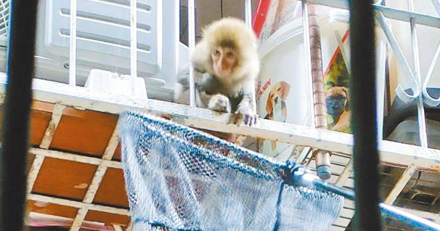 疑經人飼養脫逃的小彌猴，在板橋漢生東路巷弄間的鐵窗攀爬。（圖／新北市動保處提供／中國時報王揚傑新北傳真）