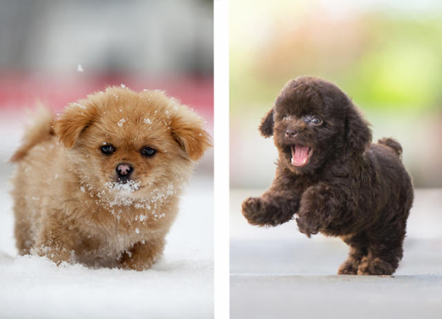 The Best of Fluffy Dog Breeds