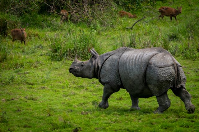 One-horned rhino