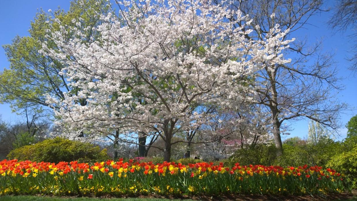 cherry blossom tulips